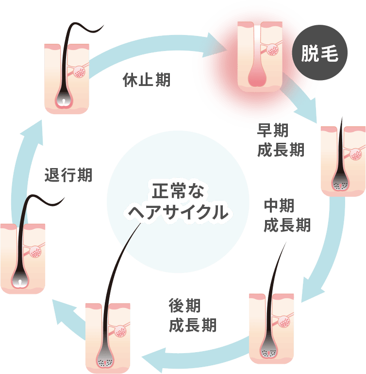 正常なヘアサイクル