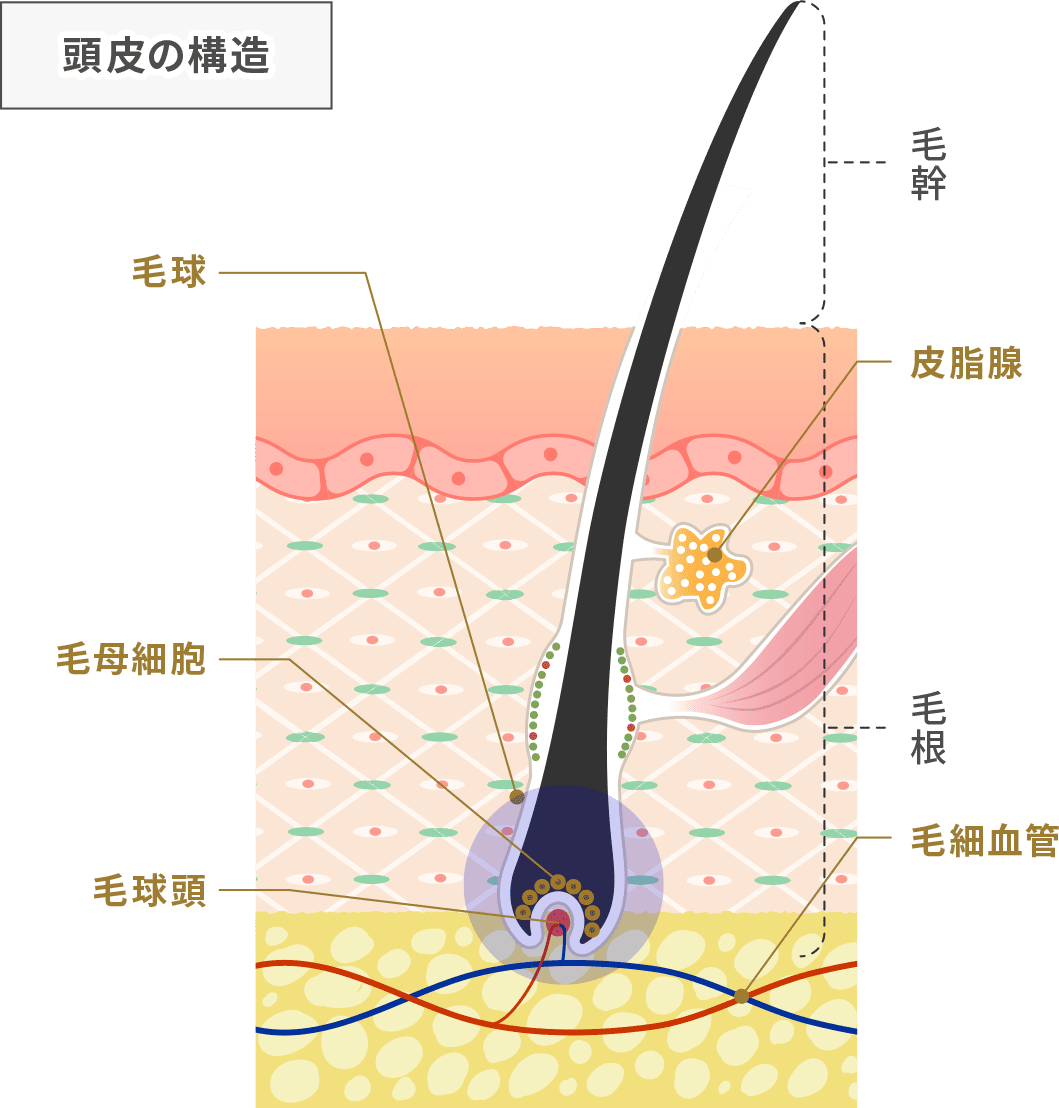 頭皮の構造